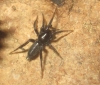 Gnaphosidae