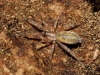 Gnaphosidae