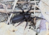 Gnaphosidae