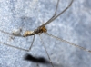 Holocnemus sp.