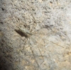 Holocnemus sp.