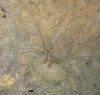 Holocnemus sp.
