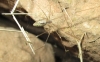 Holocnemus sp.