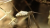 Holocnemus sp.