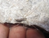 Holocnemus sp.