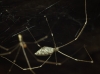 Holocnemus sp.