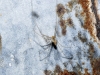 Holocnemus sp.