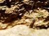 Holocnemus sp.