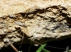 Holocnemus sp.