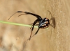 Latrodectus tredecimguttatus Latrodectus tredecimguttatus