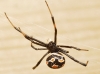 Latrodectus tredecimguttatus Latrodectus tredecimguttatus