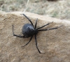 Latrodectus tredecimguttatus Latrodectus tredecimguttatus
