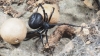 Latrodectus tredecimguttatus Latrodectus tredecimguttatus