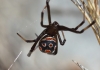 Latrodectus tredecimguttatus Latrodectus tredecimguttatus