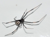 Latrodectus tredecimguttatus Latrodectus tredecimguttatus