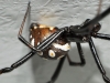 Latrodectus tredecimguttatus Latrodectus tredecimguttatus