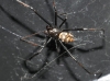 Latrodectus tredecimguttatus Latrodectus tredecimguttatus