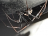 Latrodectus tredecimguttatus Latrodectus tredecimguttatus