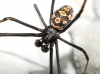 Latrodectus tredecimguttatus Latrodectus tredecimguttatus