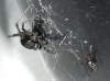 Latrodectus tredecimguttatus