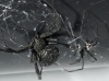 Latrodectus tredecimguttatus