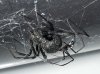 Latrodectus tredecimguttatus