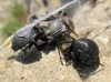 Latrodectus tredecimguttatus
