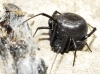 Latrodectus tredecimguttatus