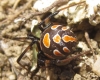 Latrodectus tredecimguttatus Latrodectus tredecimguttatus