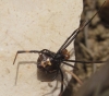 Latrodectus tredecimguttatus Latrodectus tredecimguttatus