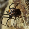 Latrodectus tredecimguttatus Latrodectus tredecimguttatus