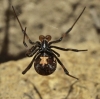 Latrodectus tredecimguttatus Latrodectus tredecimguttatus