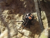 Latrodectus tredecimguttatus Latrodectus tredecimguttatus