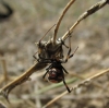 Latrodectus tredecimguttatus Latrodectus tredecimguttatus