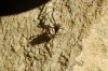 Latrodectus tredecimguttatus