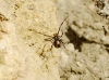 Latrodectus tredecimguttatus