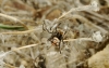 Latrodectus tredecimguttatus