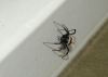 Latrodectus tredecimguttatus Latrodectus tredecimguttatus