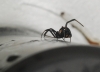 Latrodectus tredecimguttatus Latrodectus tredecimguttatus