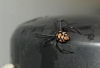 Latrodectus tredecimguttatus Latrodectus tredecimguttatus