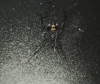 Latrodectus tredecimguttatus Latrodectus tredecimguttatus