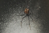 Latrodectus tredecimguttatus Latrodectus tredecimguttatus