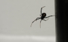 Latrodectus tredecimguttatus Latrodectus tredecimguttatus