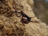 Latrodectus tredecimguttatus Latrodectus tredecimguttatus
