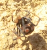 Latrodectus tredecimguttatus Latrodectus tredecimguttatus