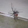 Latrodectus tredecimguttatus