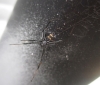 Latrodectus tredecimguttatus