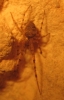 Metellina sp.