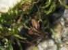 Metellina mengei