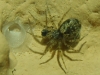 Oecobius sp.